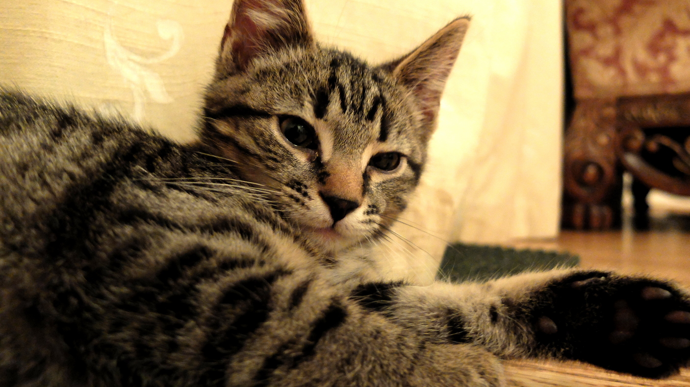 My Cousin Got a Kitten.
