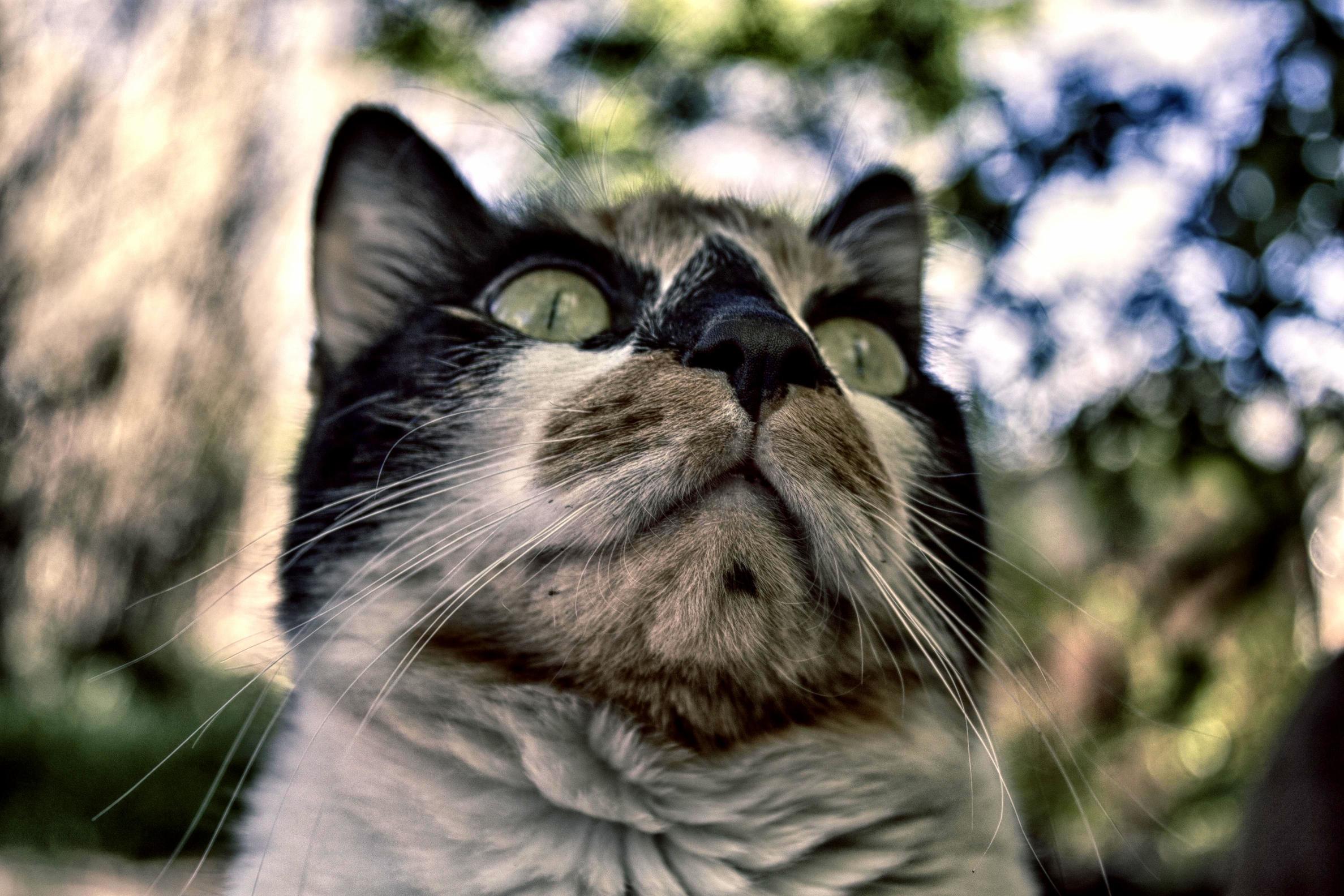 My Epic Kitty Margaret Catwood