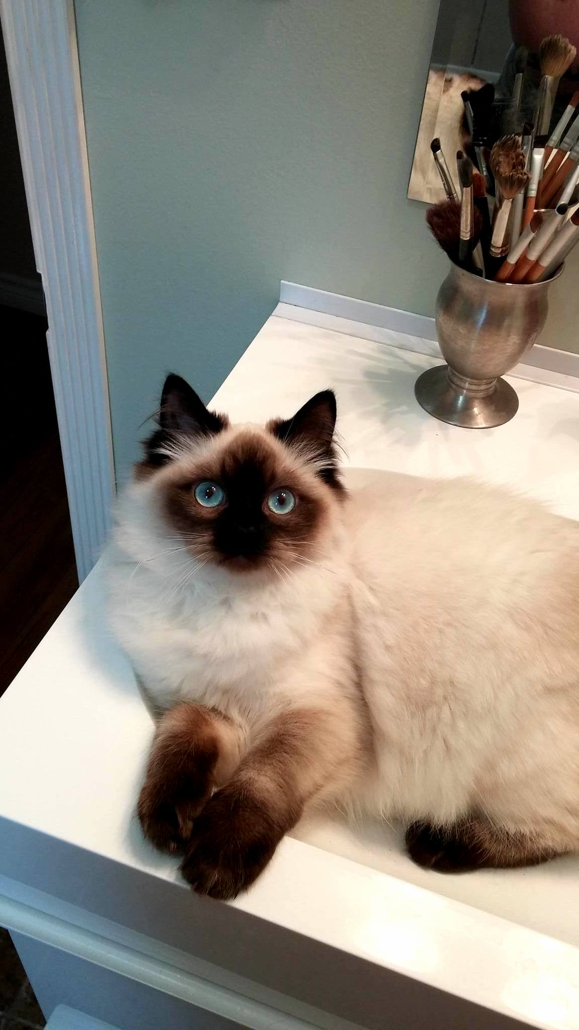 My Friends Cat Has Stunning Eyes