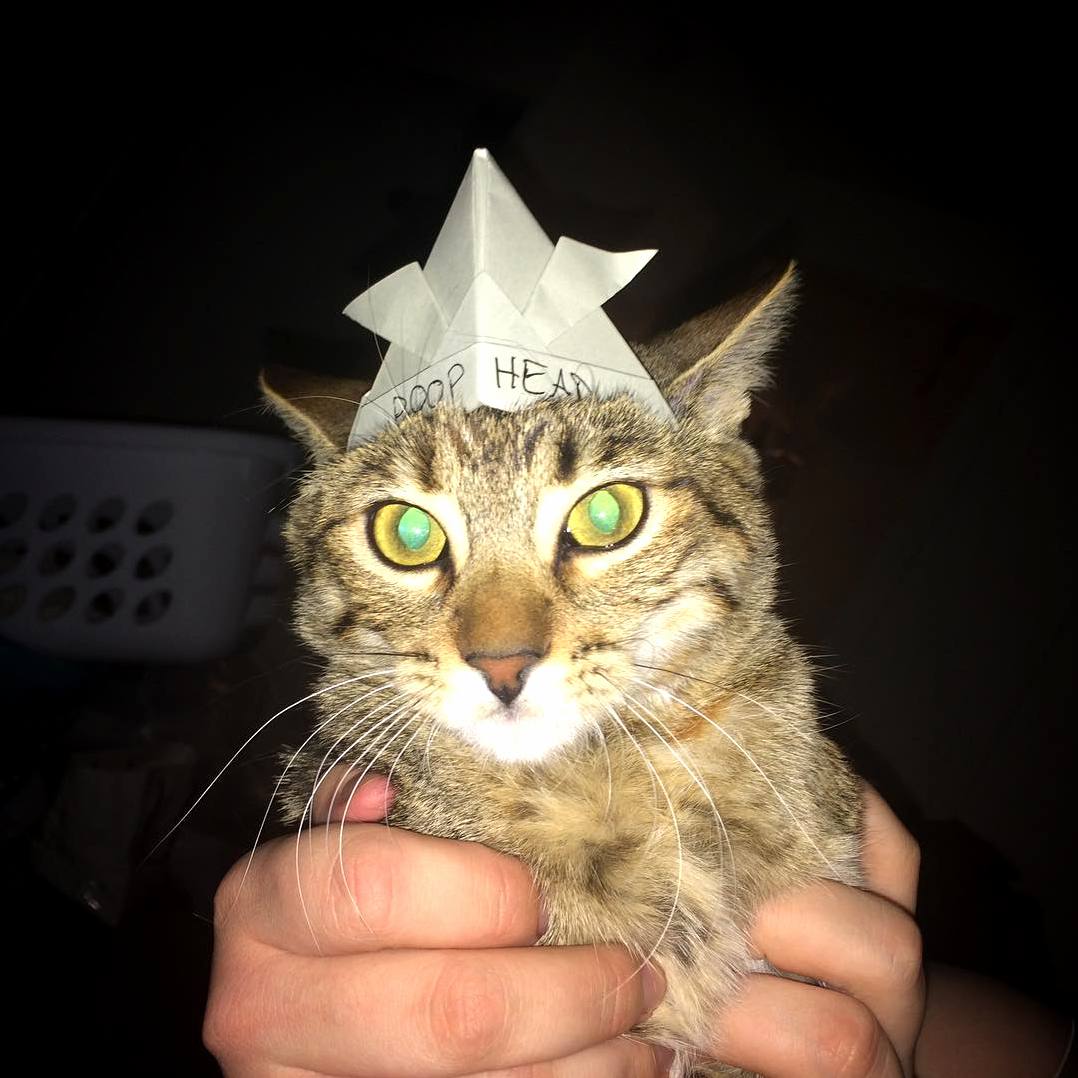 My Girlfriend Is Learning Origami