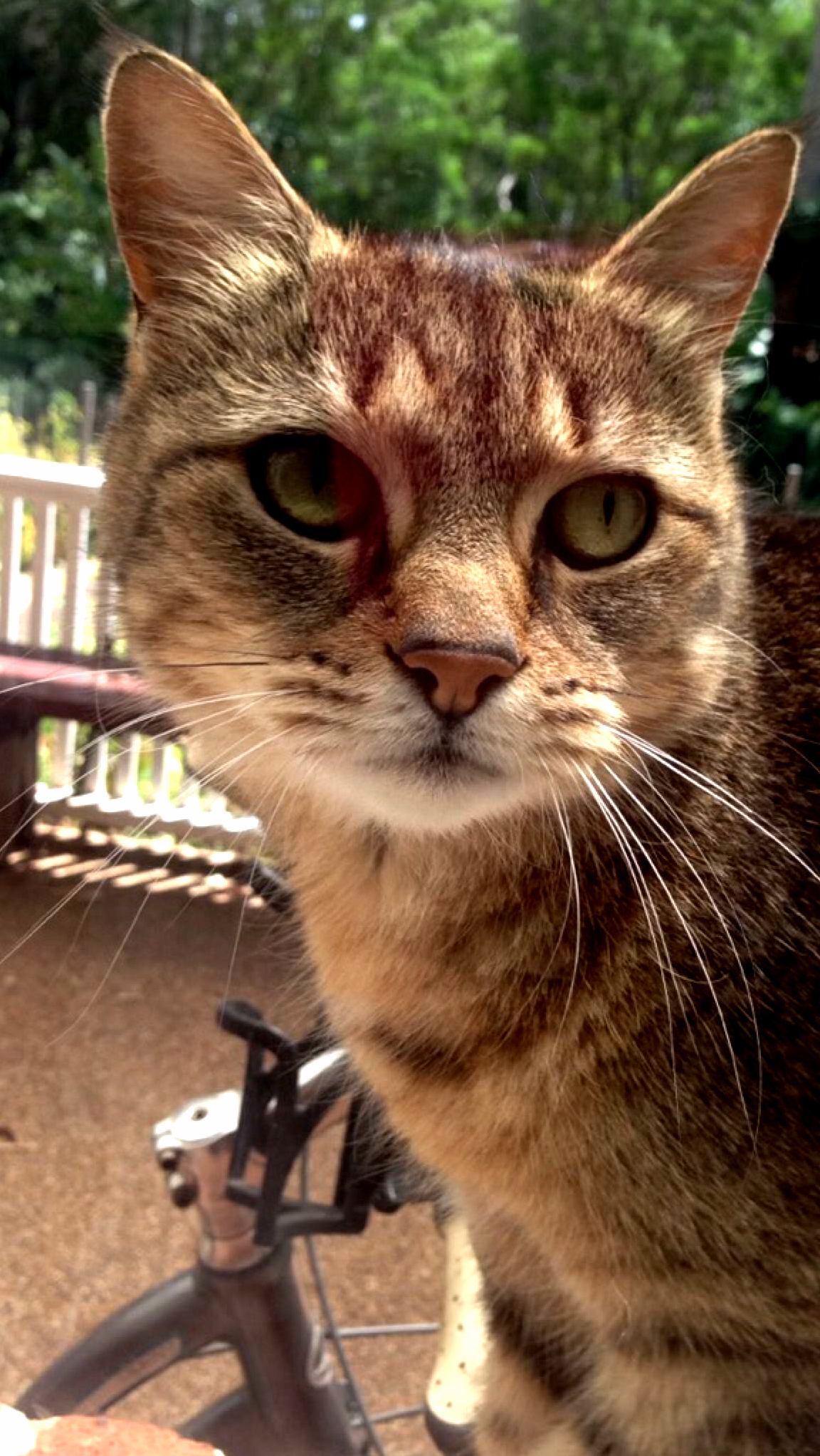 My Green-eyed Mature Lady