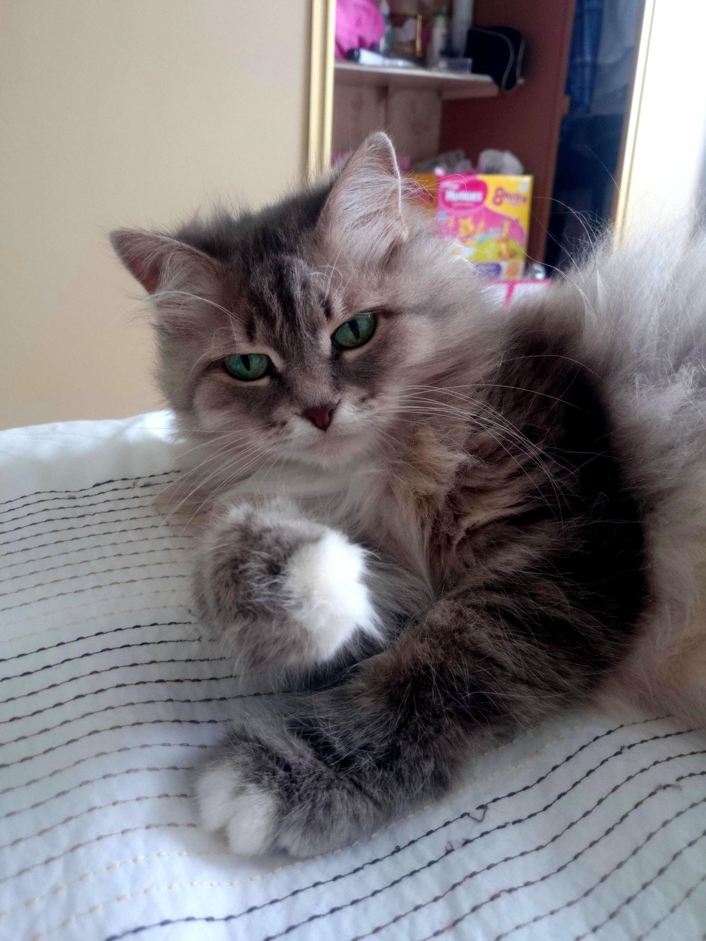 My Grey Cat.