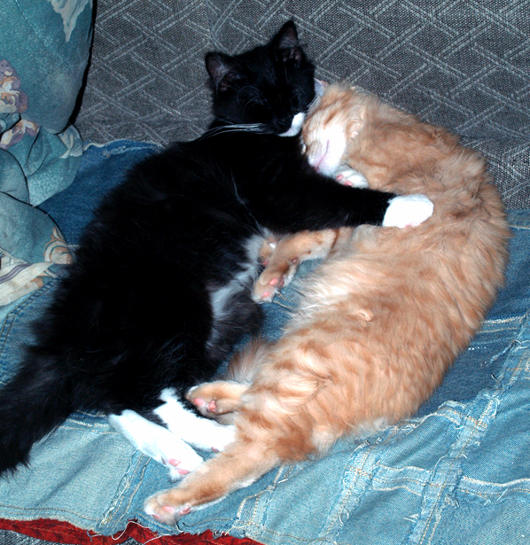 My Little Buddies Were Being Extra Cute Today