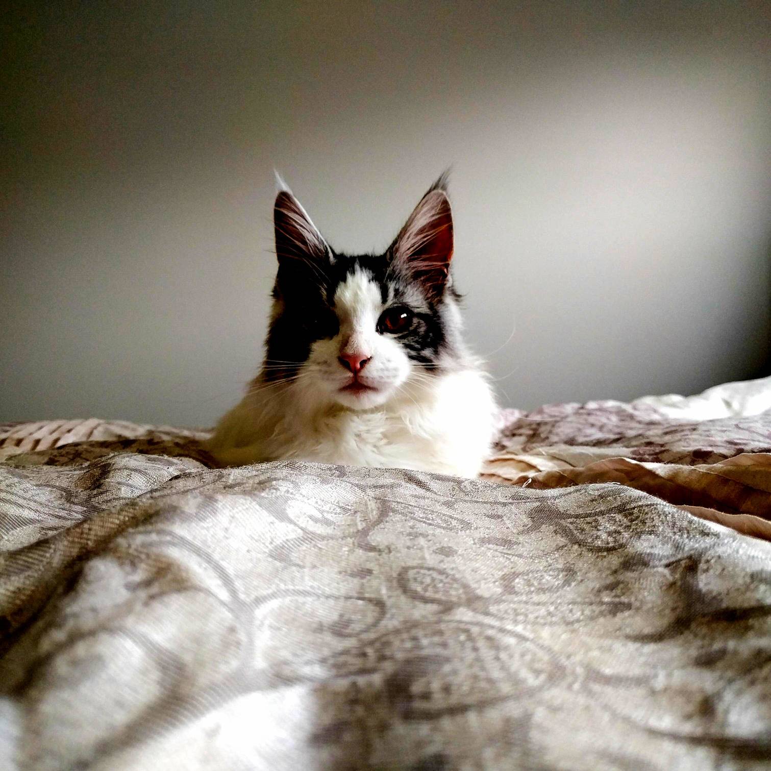 My Maine Coon Hudson Loves Posing for Photos