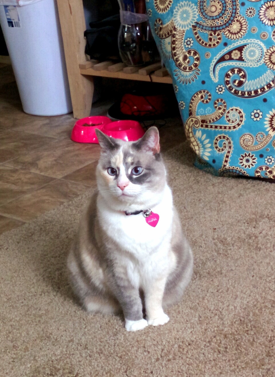 My New Adopted Cat