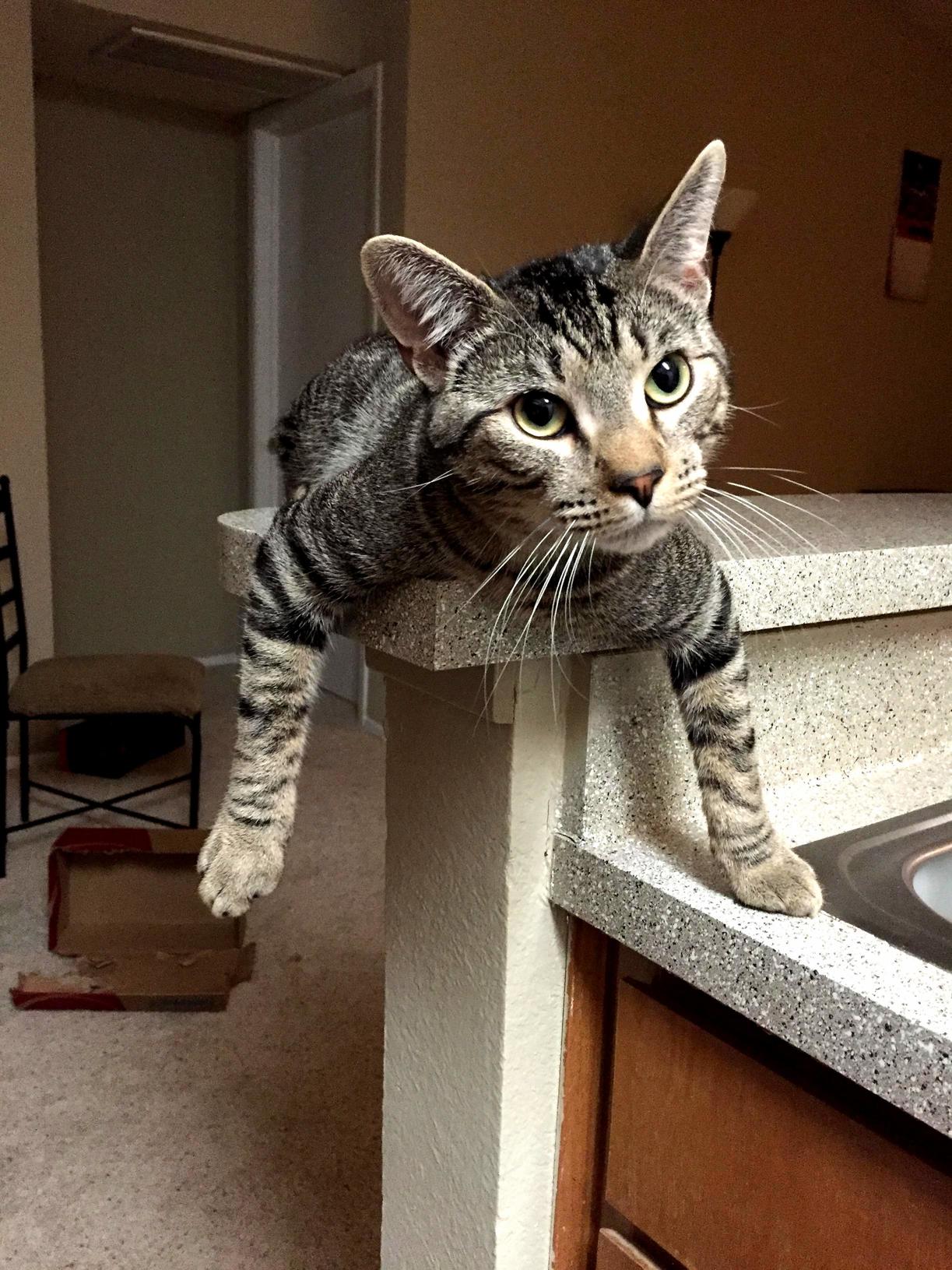 My New and First Cat Ram. He Likes to Hang Out.