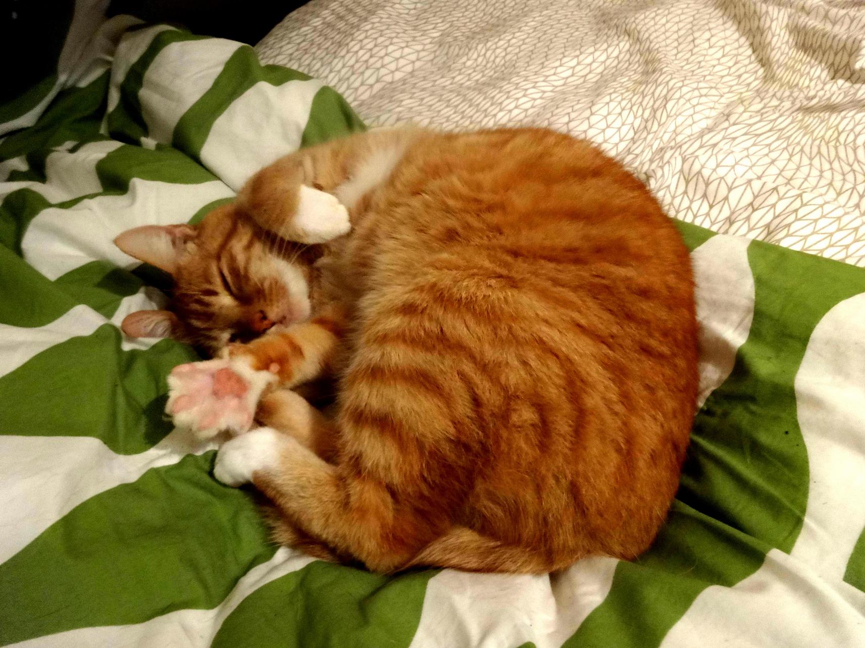 My Sleepy Ginger