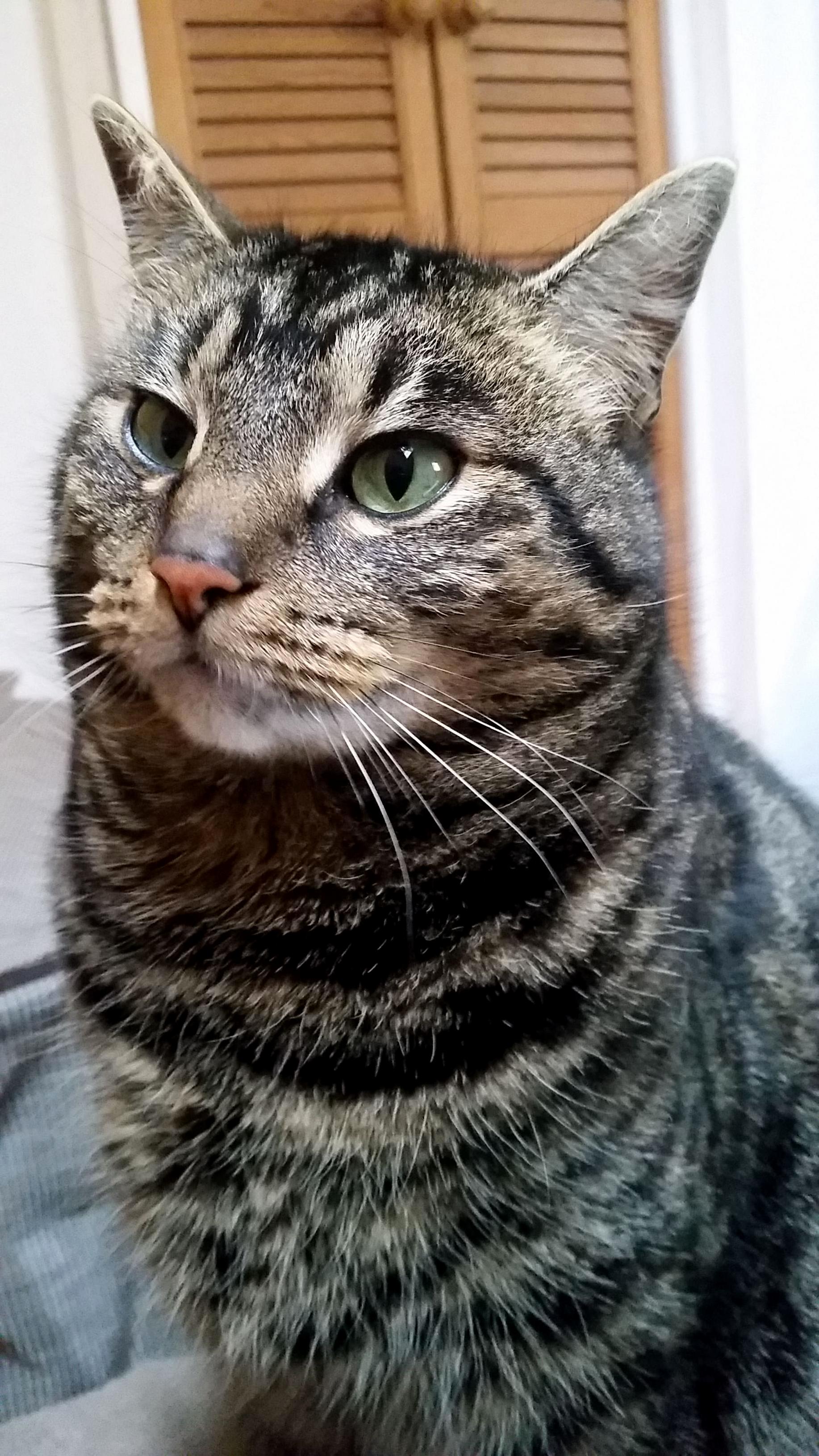 My Yoshi