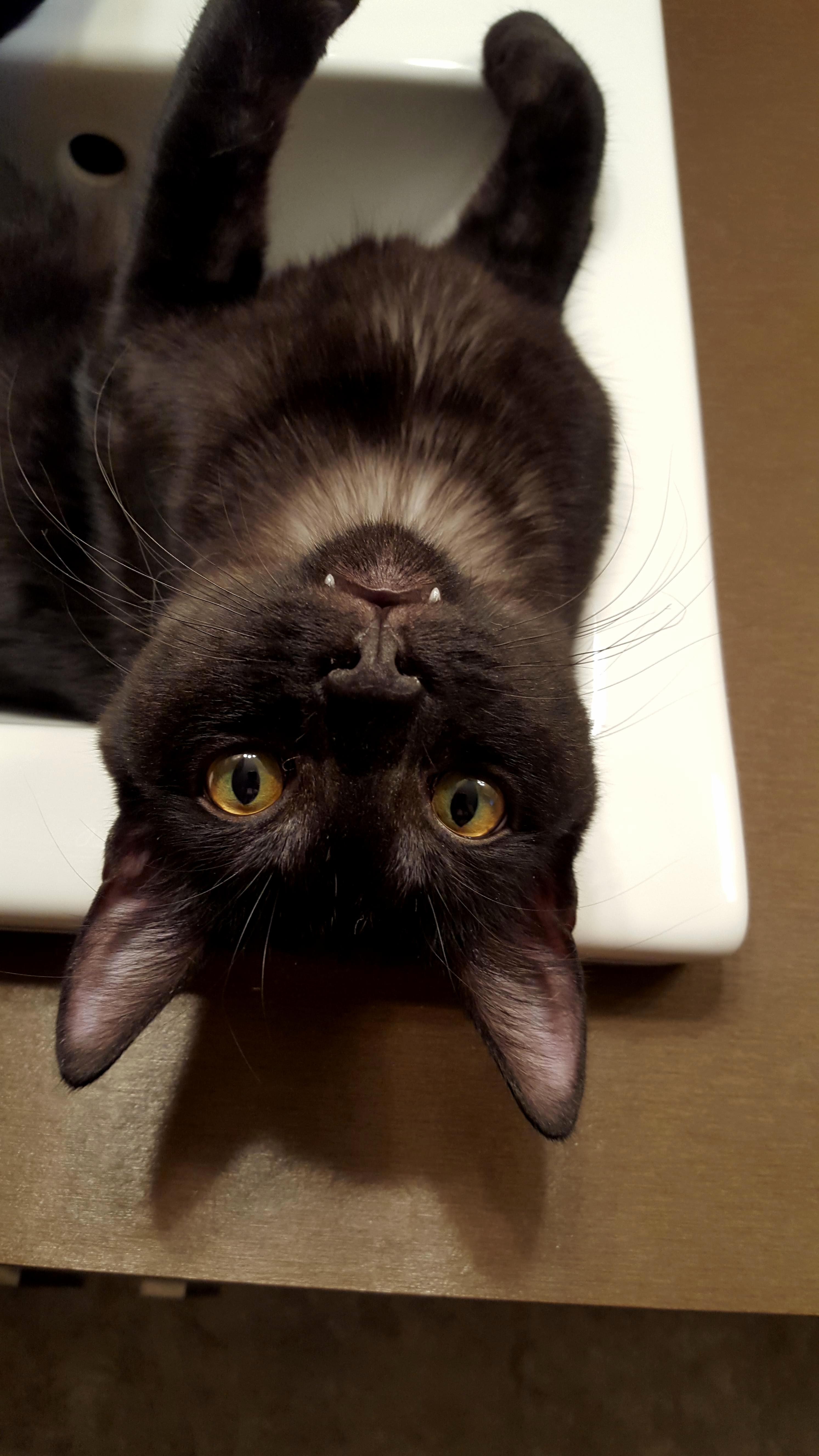 Nananana... Batcat