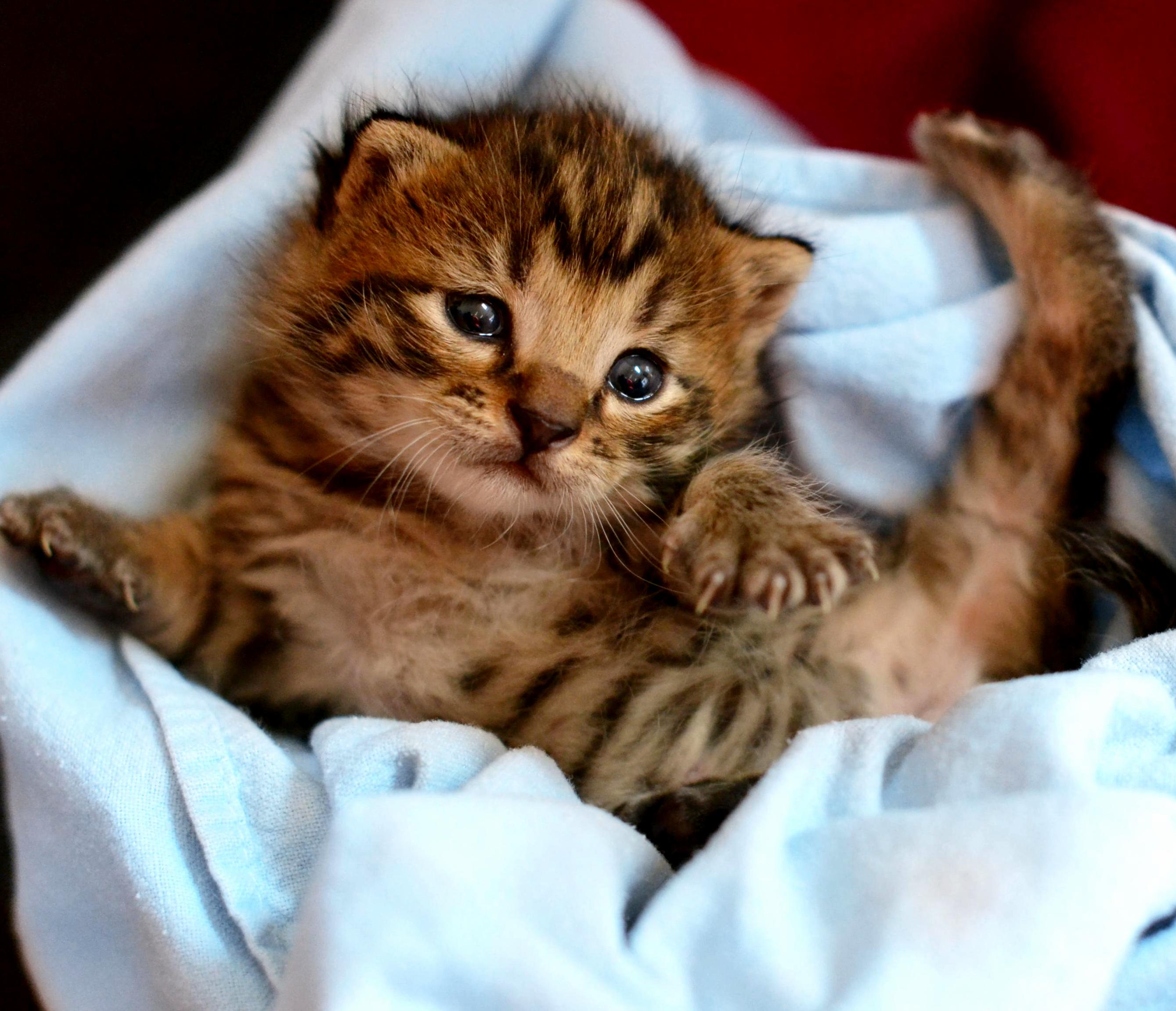 Need Advice on Feral Kitten Story in Comments