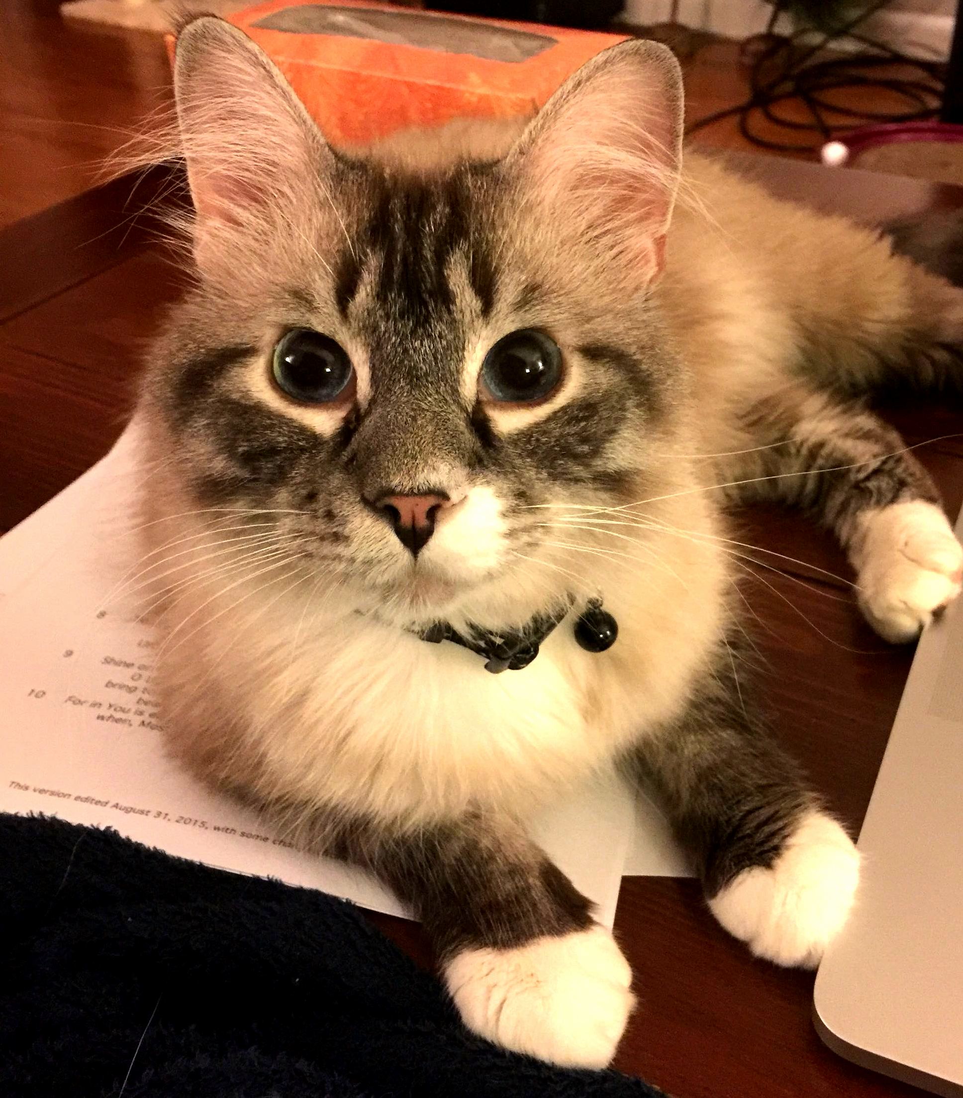 Nova
