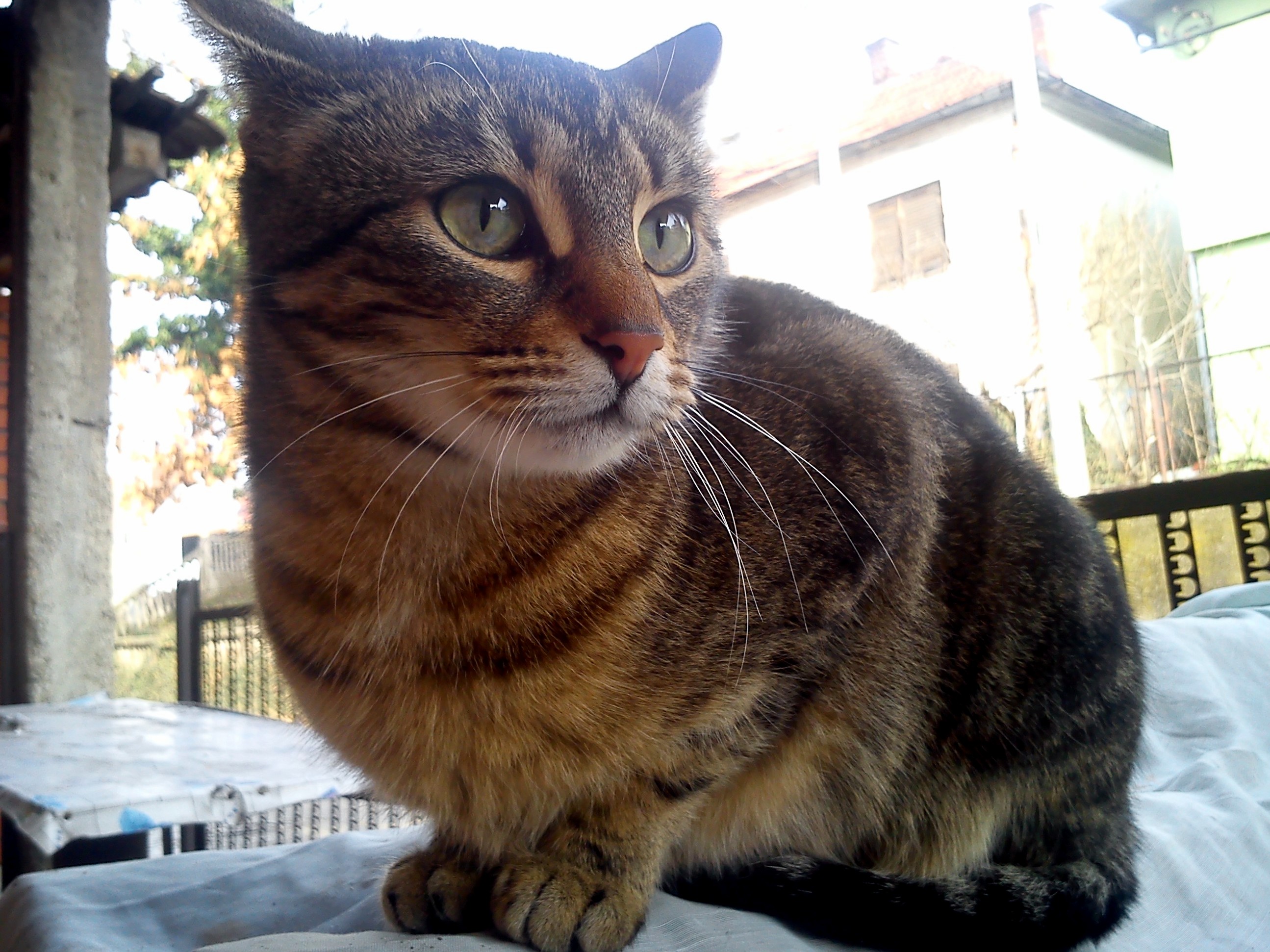 One of My Cats
