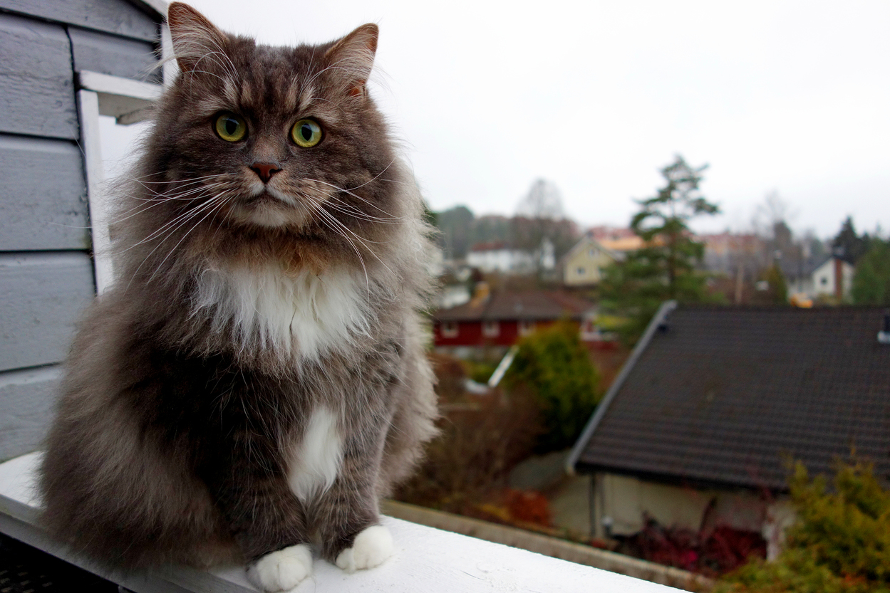 Our Nala Sitting on the Railing