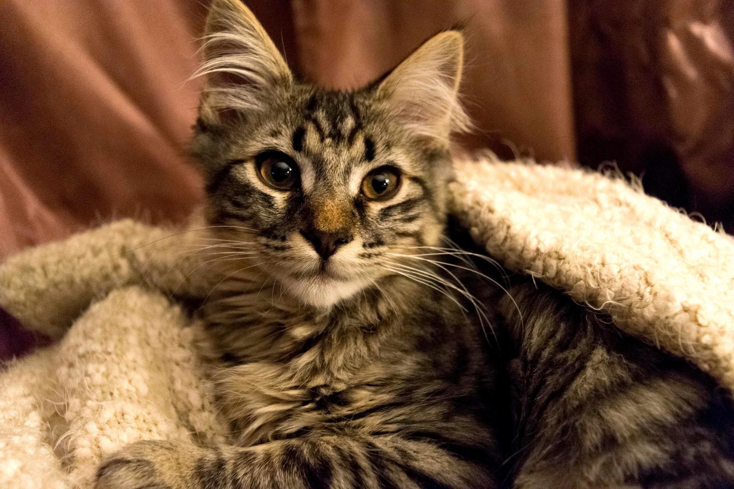 Our New Kitten Is Taking Nicely to Her New Surroundings.