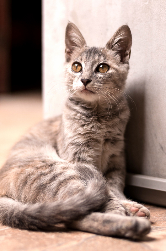 Our New Member of the Family Misty.