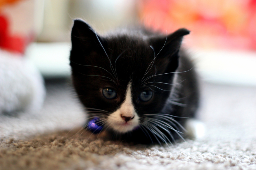 Pretty Kitty Izzy