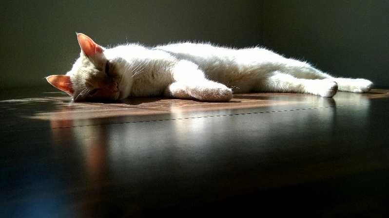 Rango Found a Sunbeam