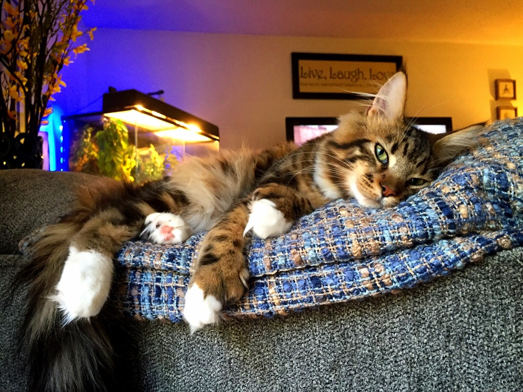 Ruckus 6 Months. Ig Ruckusthecooncat