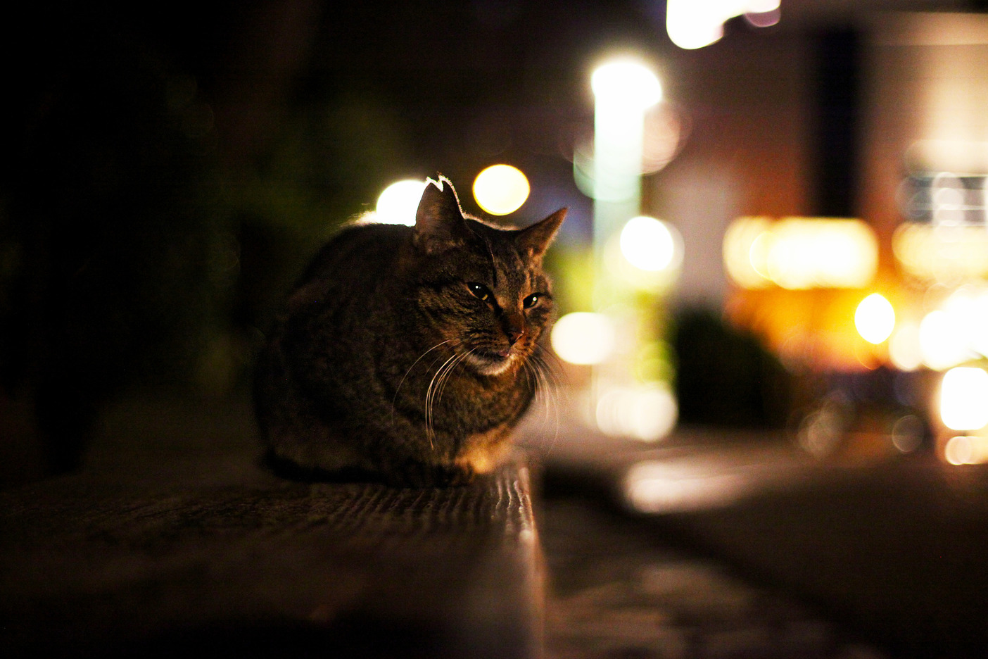 Saw a Cat in the Park by Yotsuya Station Tokyo When Walking By.