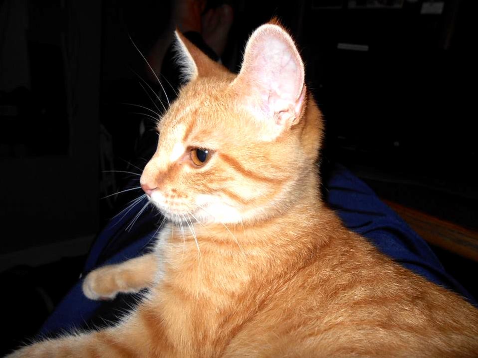 Say Good Night Lucifer.