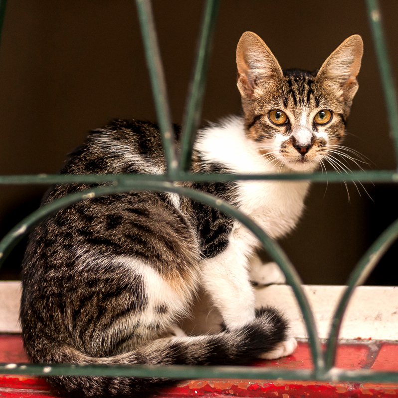 Say Hello to Tom the New Family Member.