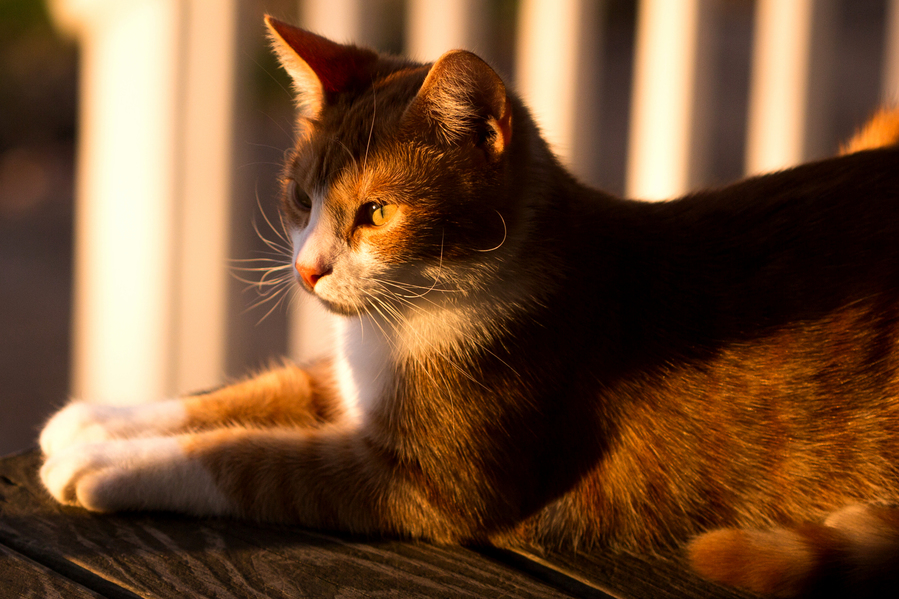 Seamus Enjoying the Setting Sun on the Porch. Life Is Damn Good.