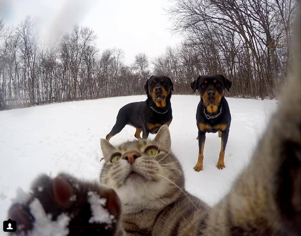 Selfie Cat