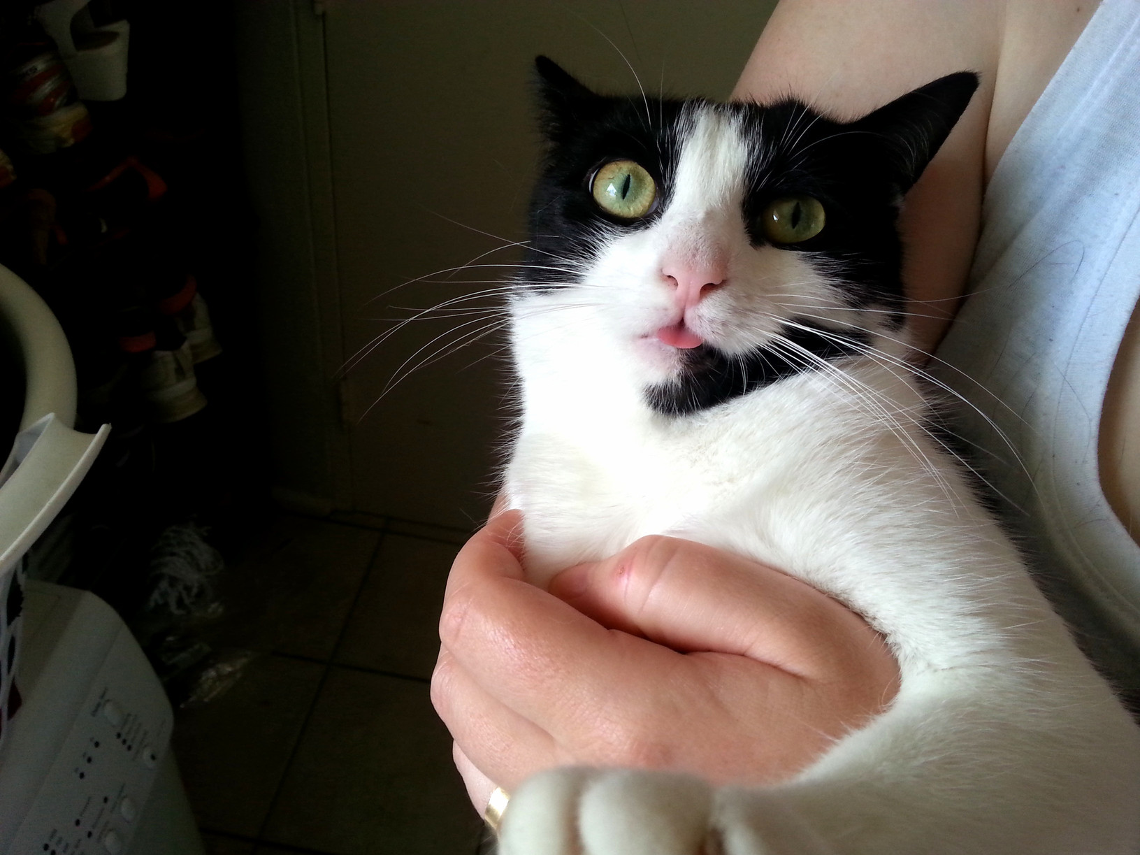 She Is Definitely Not the Smartest Looking Cat