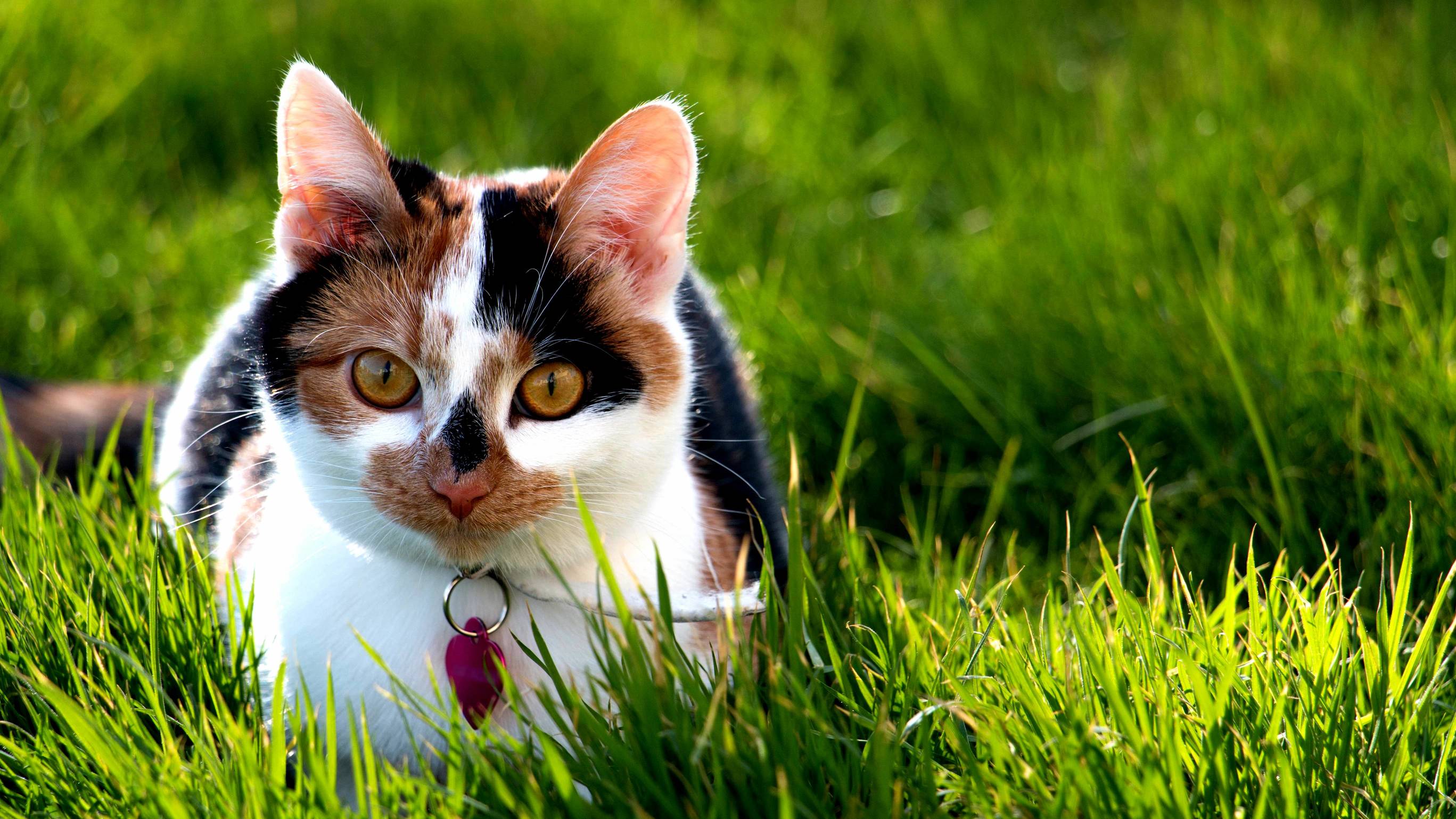 Shiva the Kitten on Her First Adventure in My Garden.