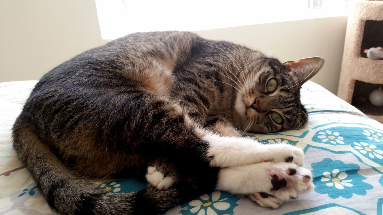 Showing Off Her Paws