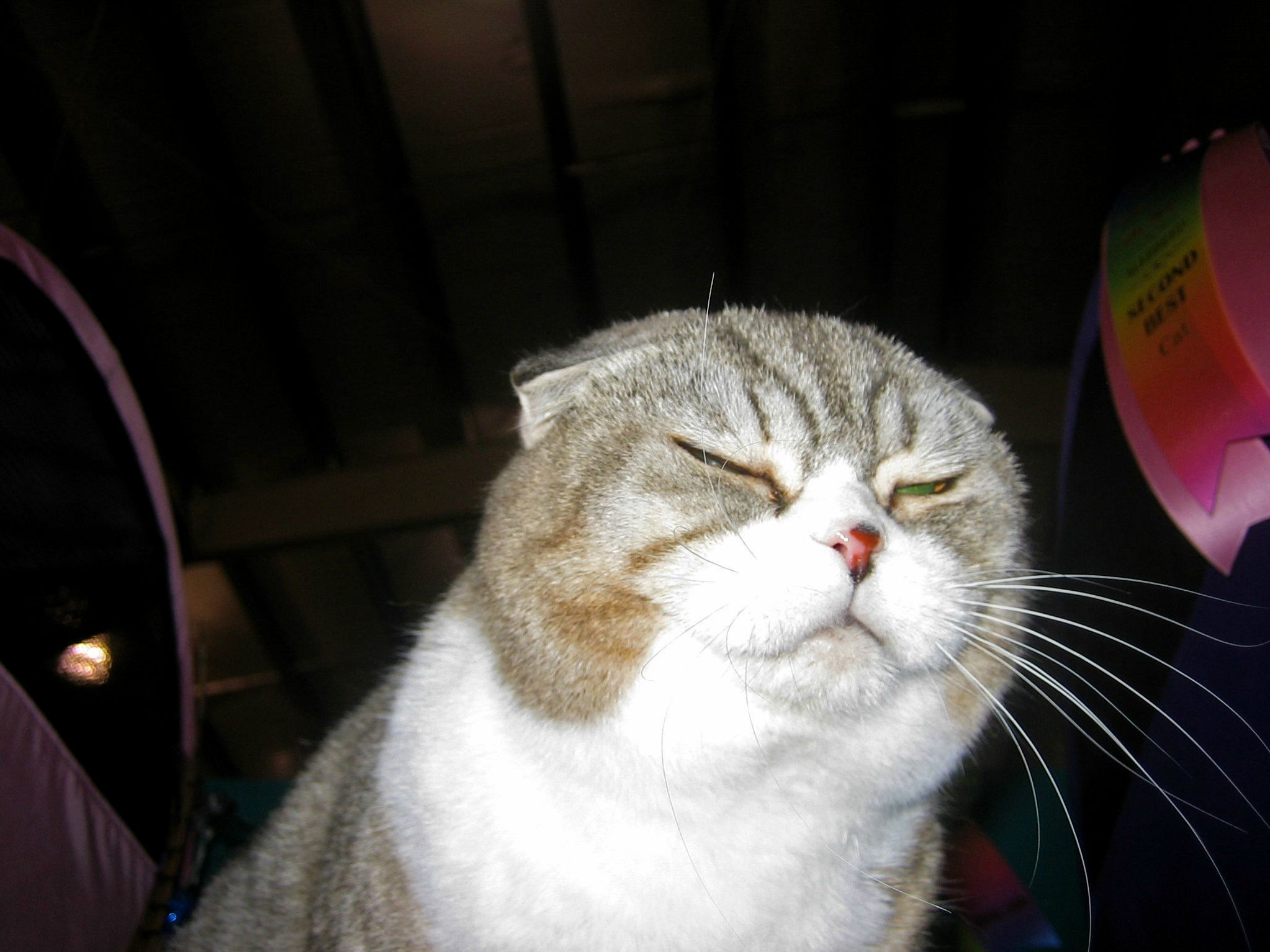 Skeptical Kitty