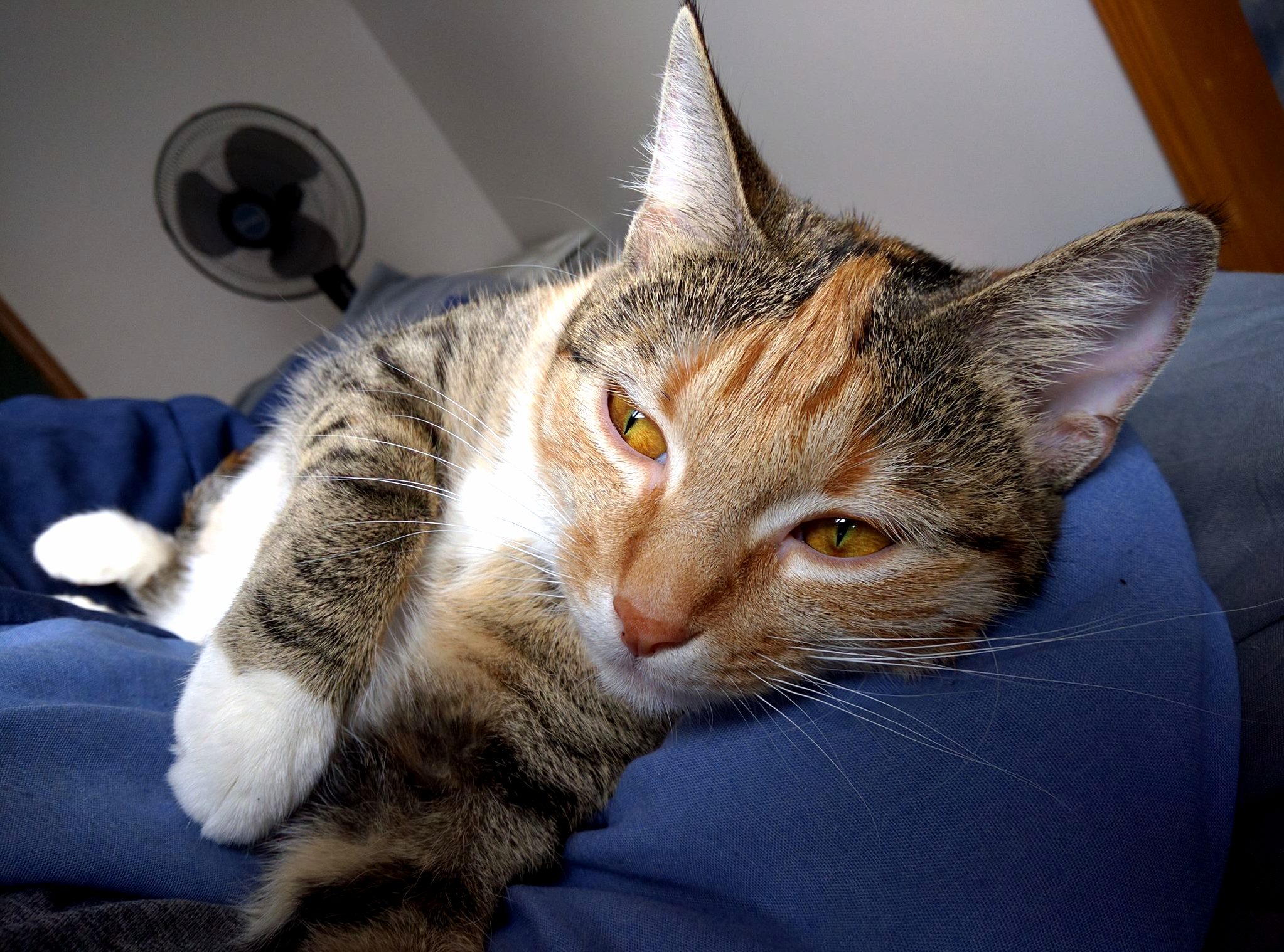 Sleepy Gold Eyes