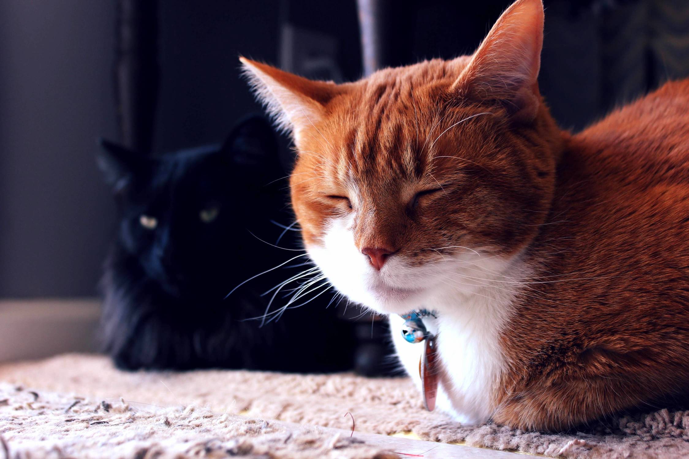 Sleepy Gus.
