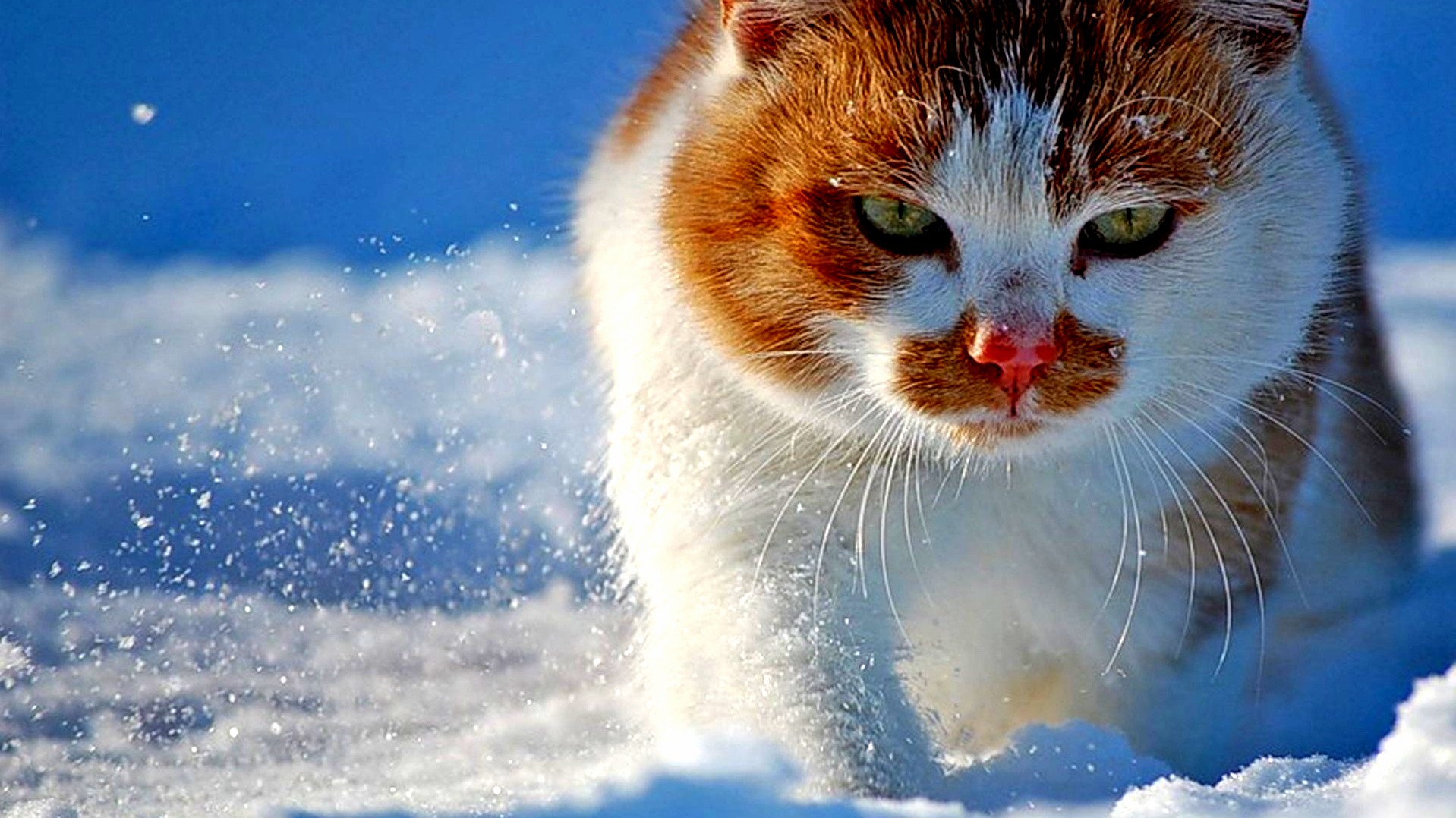 Snow Cat