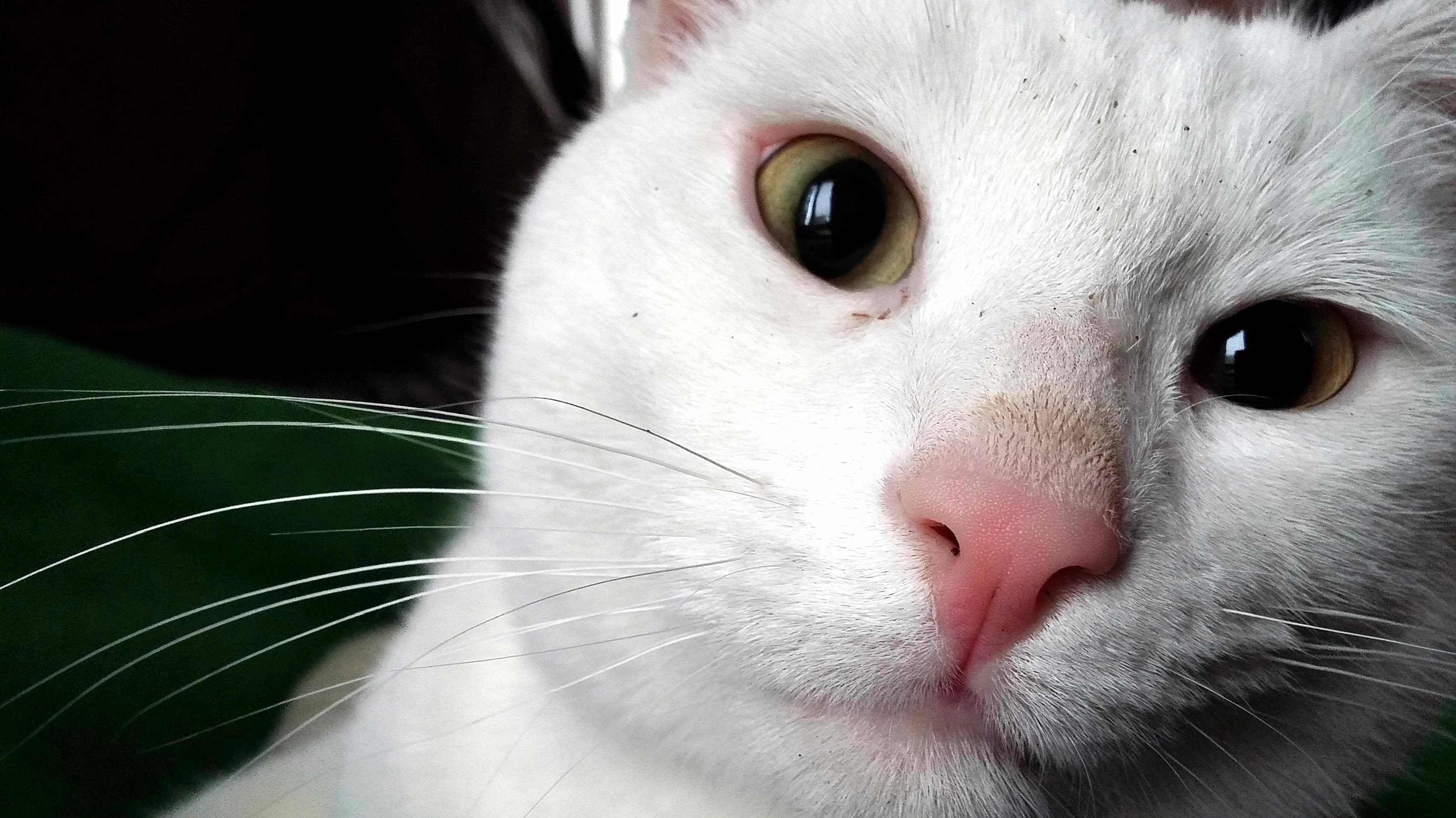 Snow Found the Catnip Stash.