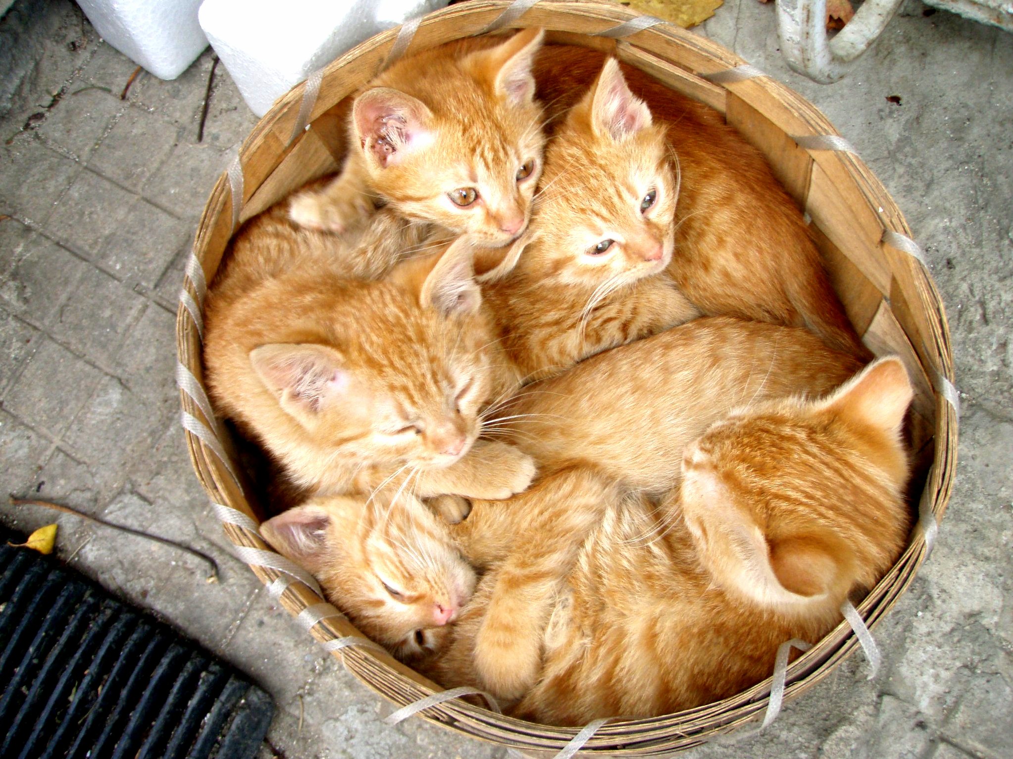 So Showed Me This Ginger Kitty Harvest He Had a Few Years Ago
