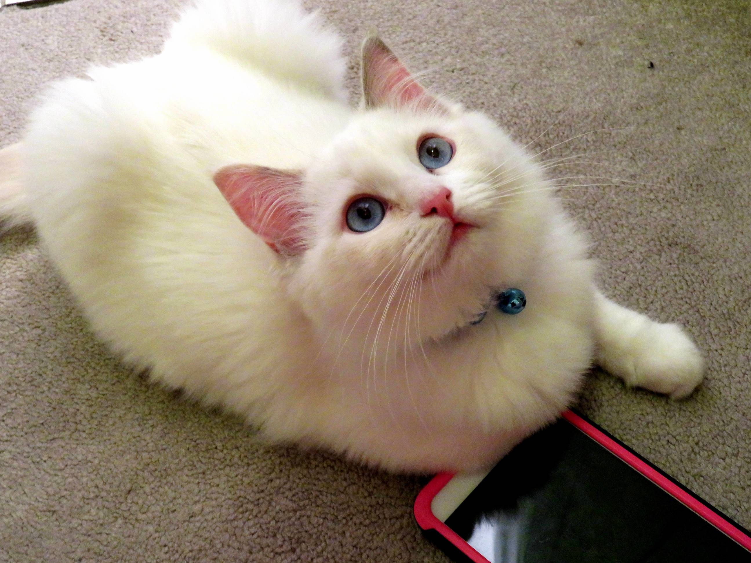Sometimes I Think My Little Girl Is Too Cute to Be Real