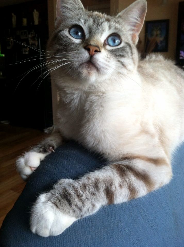 Sophie the Princess. My Moms Beautiful Cat