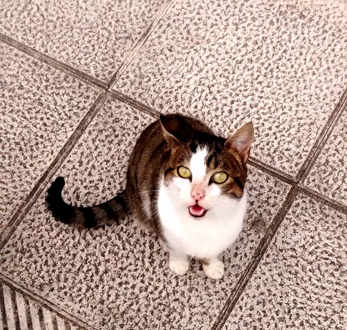 Stray Cat Asking for More Tuna