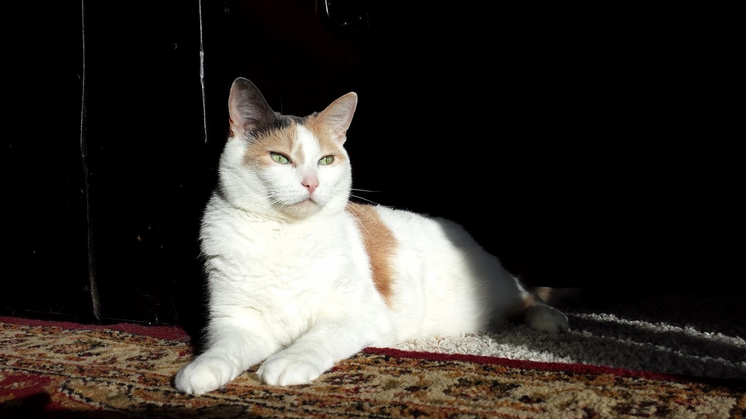 Suge Basks in an Early Morning Sunbeam.