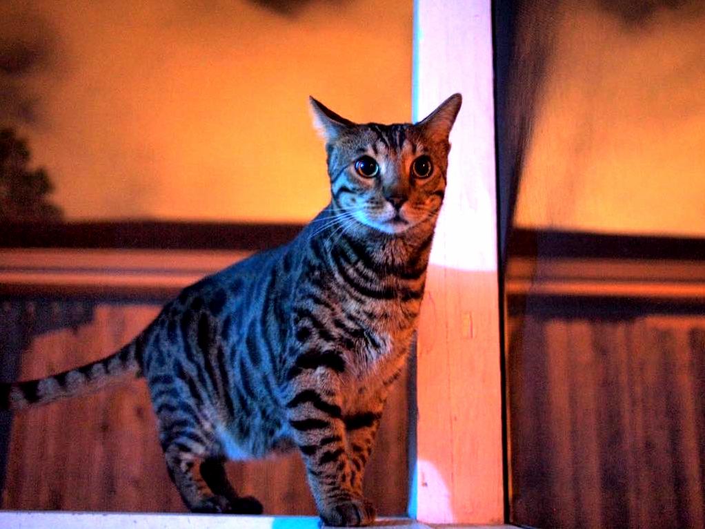 Super Alert on the Porch Tonight