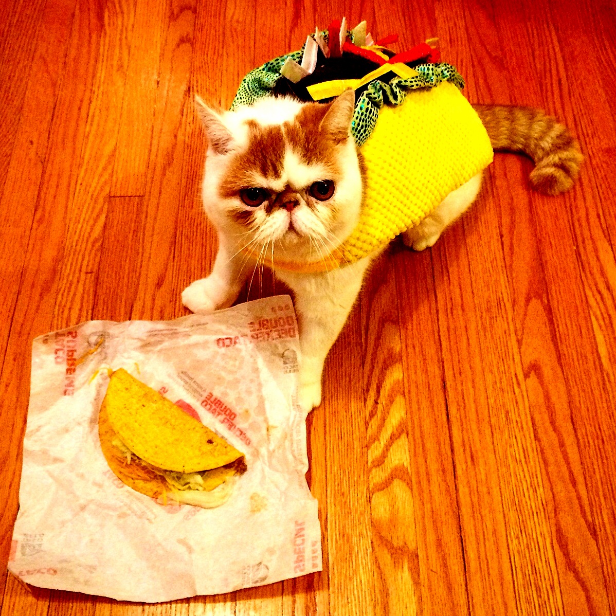Tacocat