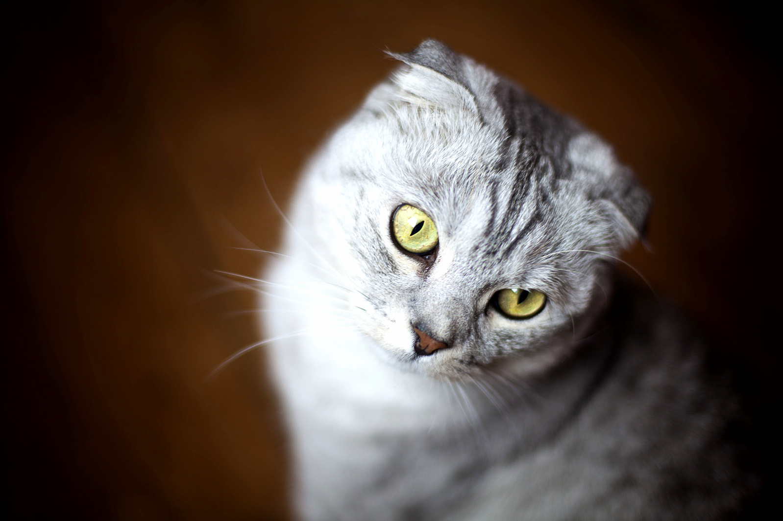 The Blanket of Snow Outside Made for Good Lighting on Arwen the Cat
