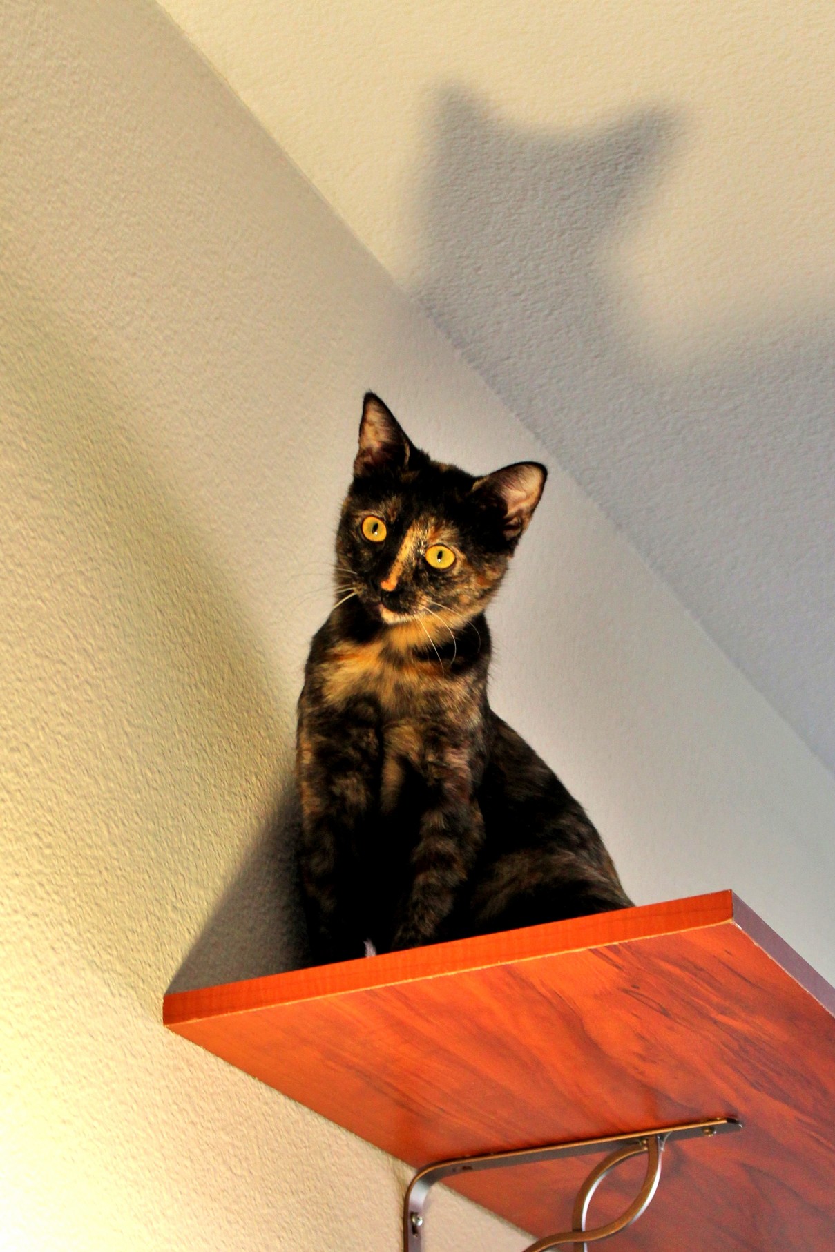The Cat Signal Has Been Raised My City Needs Me.