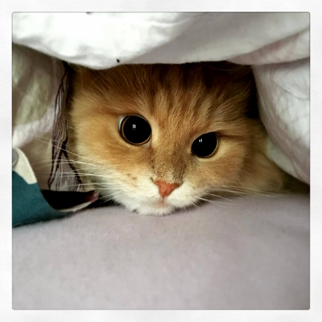 The Fine Line Between Cute and Crazy