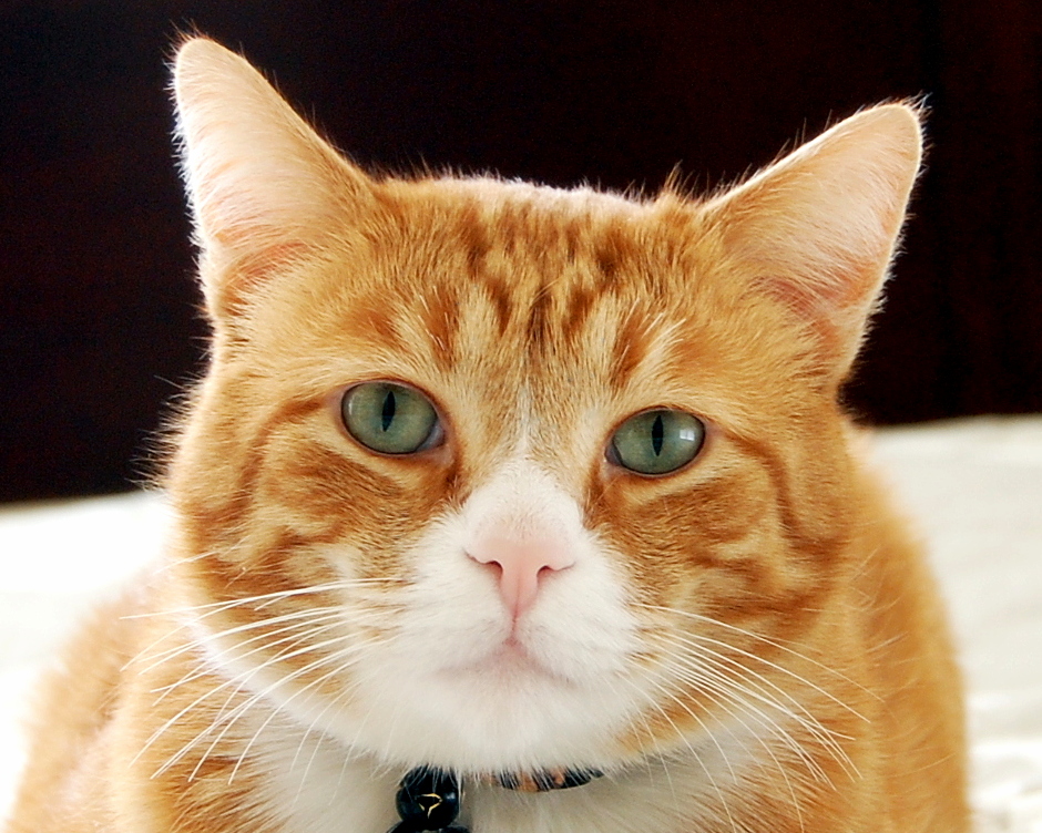 The Gods Have Blessed My Cat with the Most Symmetrical Face Markings.
