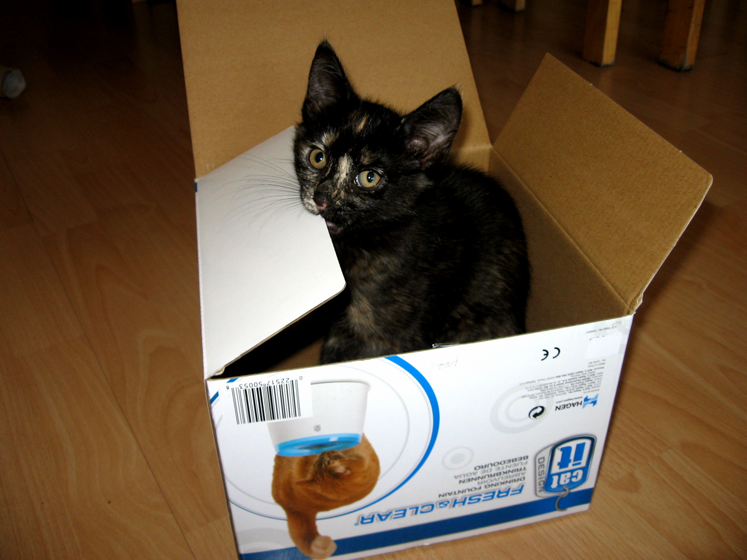 The Love of Cats for Boxes Is Inborn...