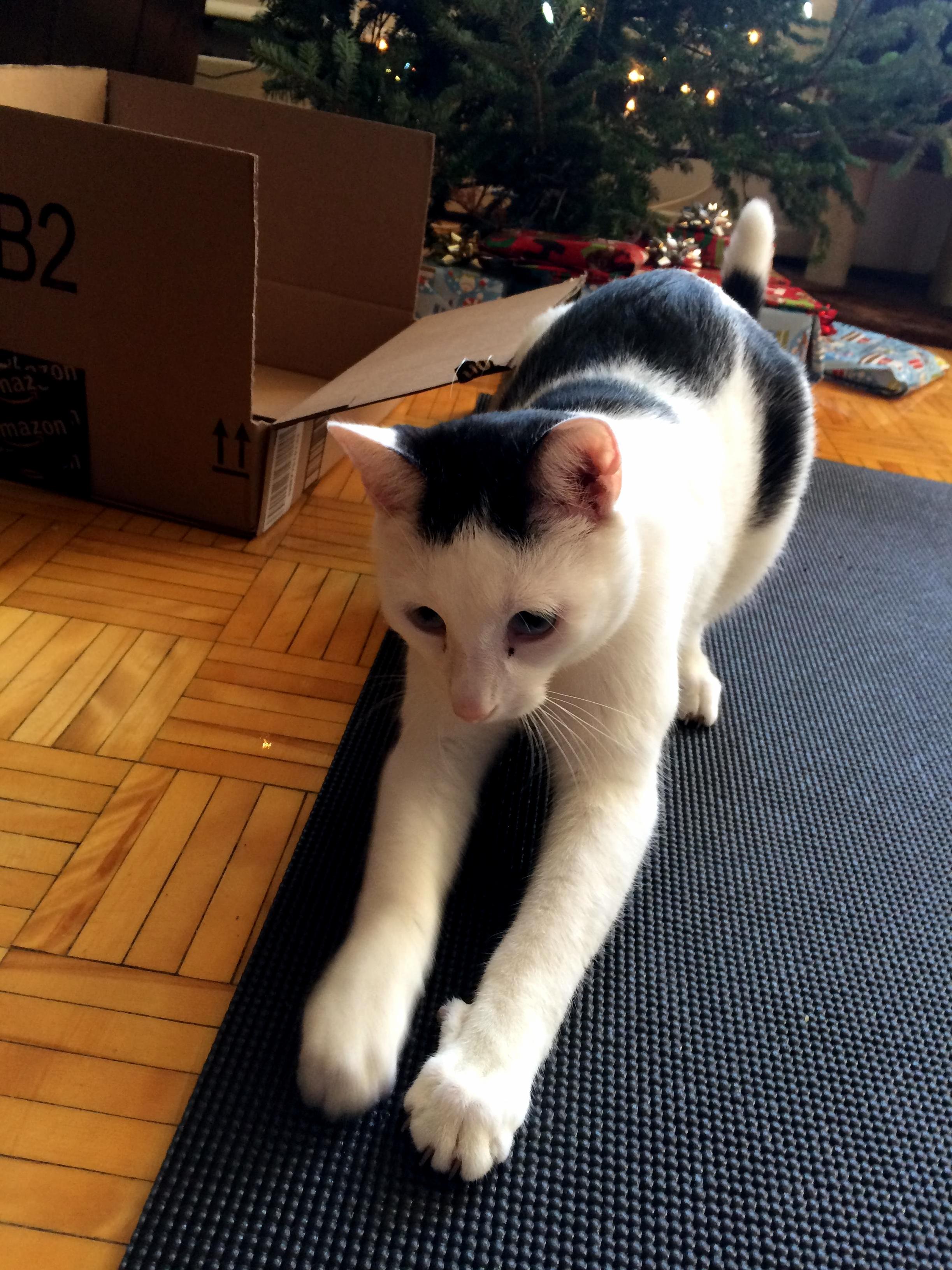 The Next Position We Will Be Learning Is the Downward Kitten.