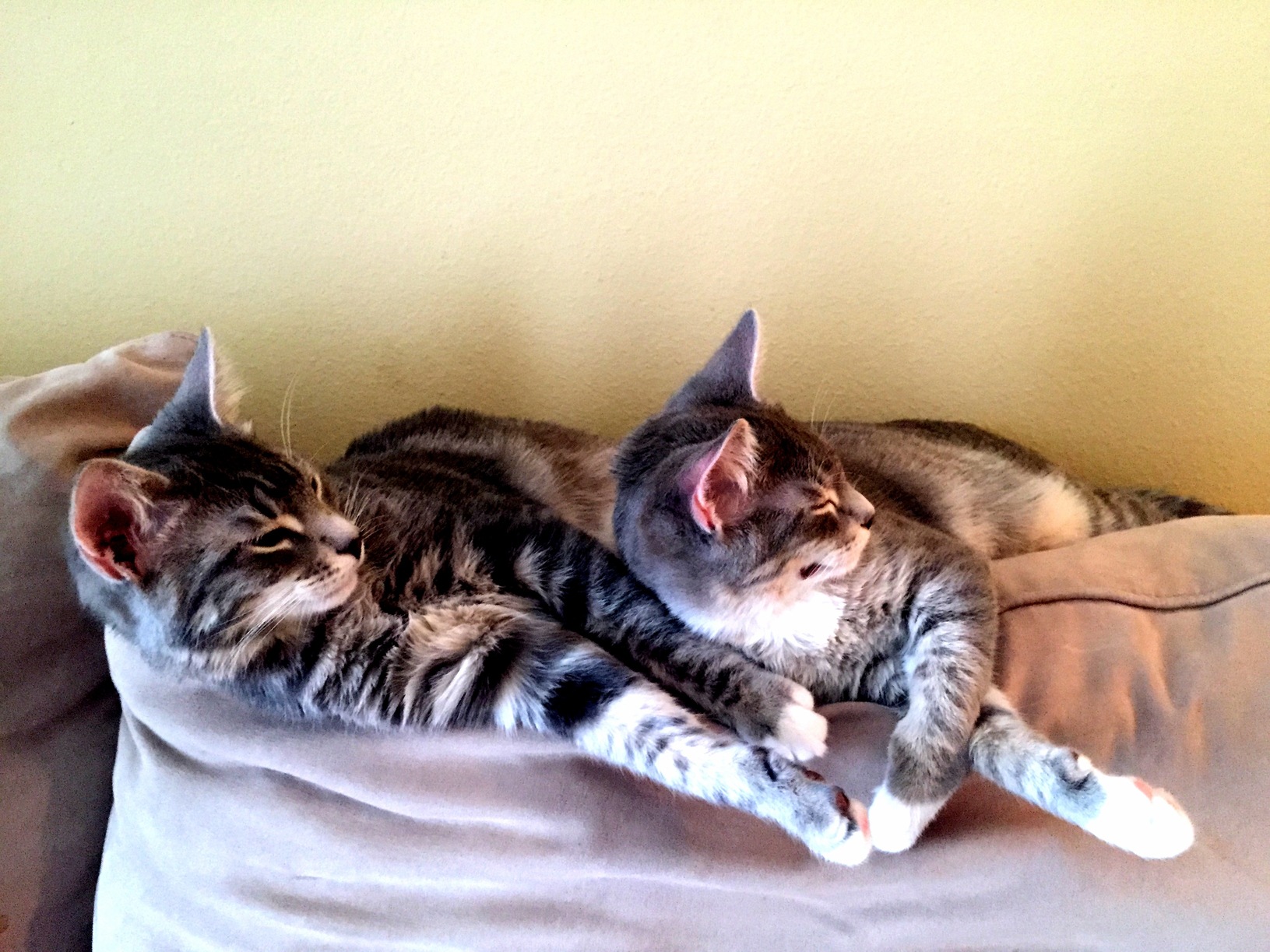 These Two Are Brothers and Are Inseparable. Meet Paul and George.