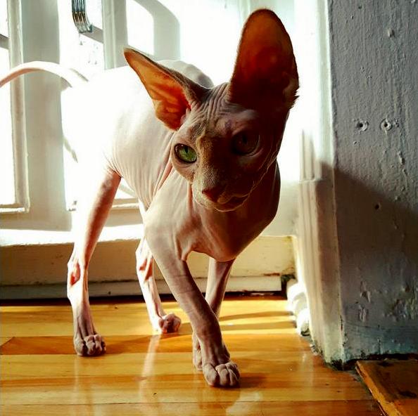 This Bald Best Friend.